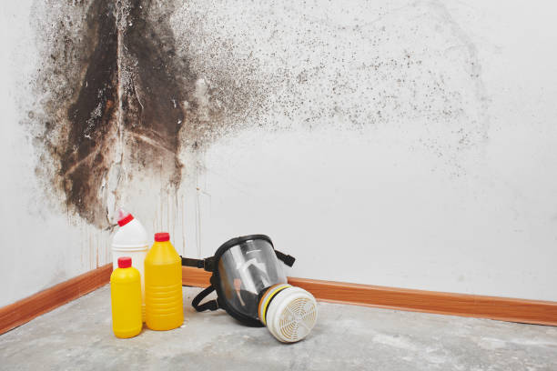 Best Commercial Mold Removal  in Centreville, VA
