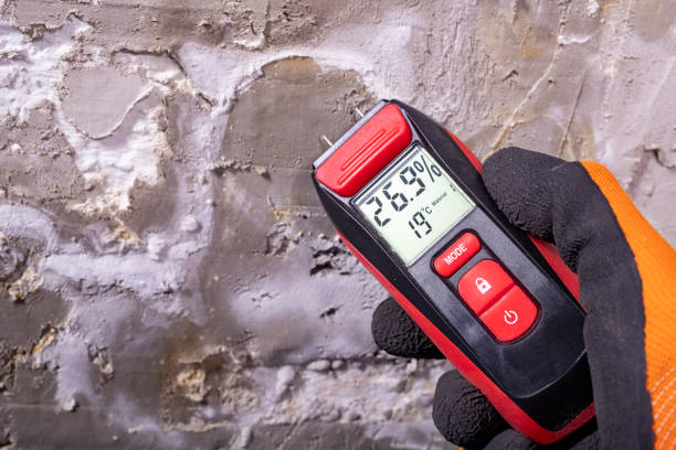 Best Black Mold Removal  in Centreville, VA