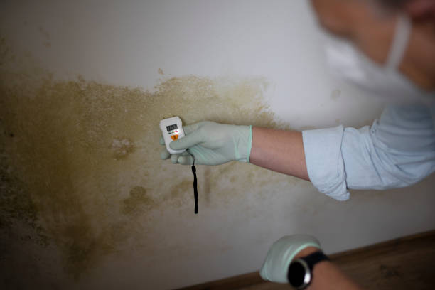 Best Attic Mold Removal  in Centreville, VA