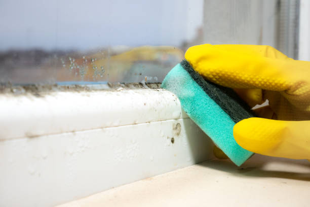 Best Crawl Space Mold Removal  in Centreville, VA