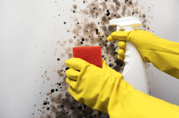 Best Professional Mold Removal  in Centreville, VA